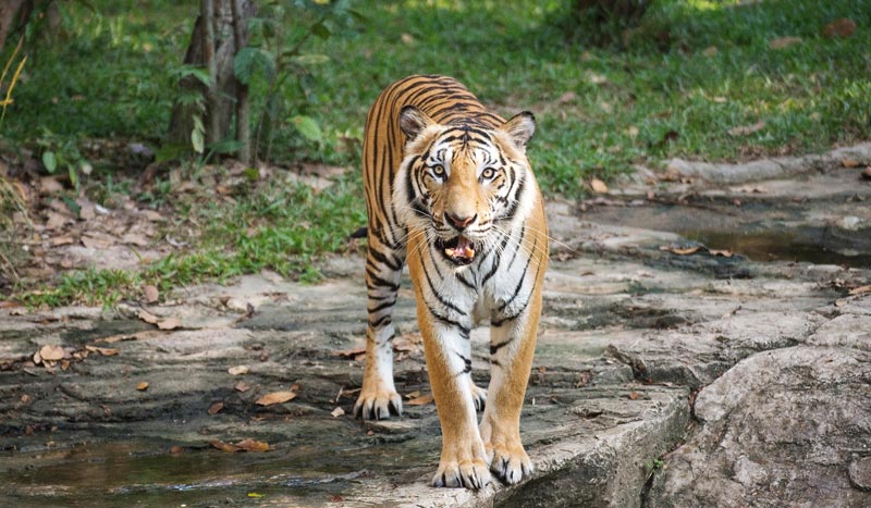 Knoxville Zoo at Tennessee